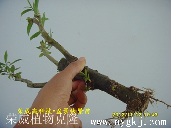 青海荣威植物克隆，繁育盆景