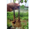 青海荣威植物克隆，粗枝直接育成大苗